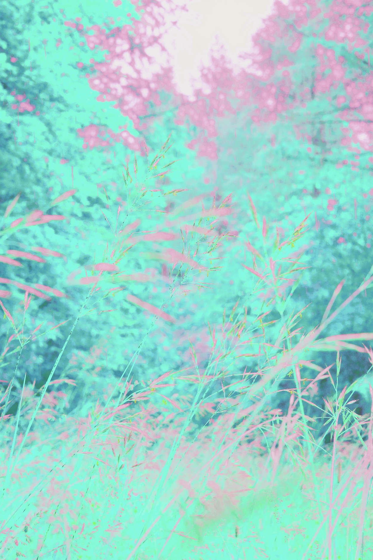 haute herbes IV